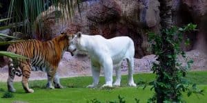 Обыкновенный и белый тигр