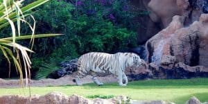 Белый тигр Лоро парка
