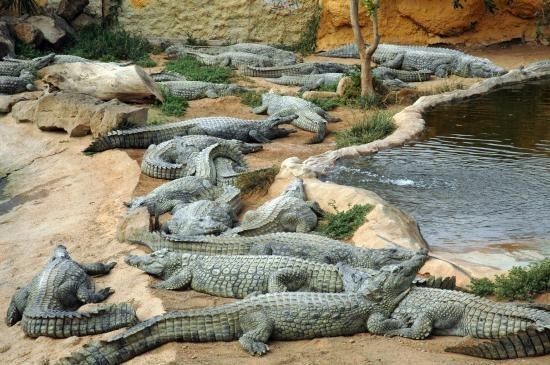 Главные обитатели зоопарка Cocodrilo на Гран Канарии
