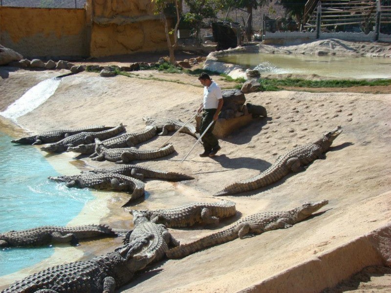 Зоопарк Cocodrilo