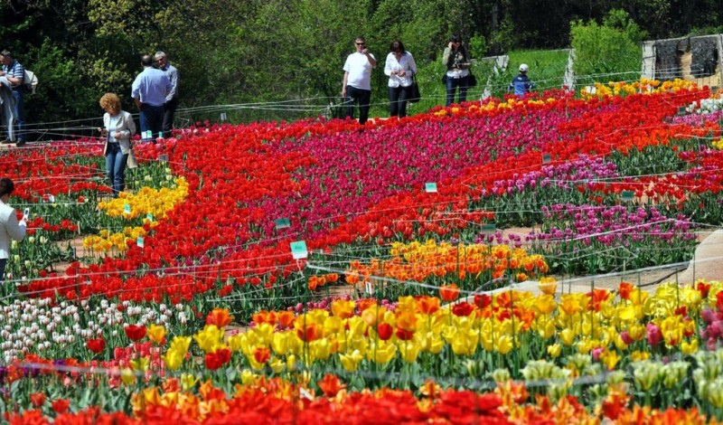 Весенний Никитский ботанический сад полыхает яркими красками тюльпанов