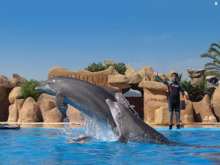 Шоу дельфинов в дельфинарии