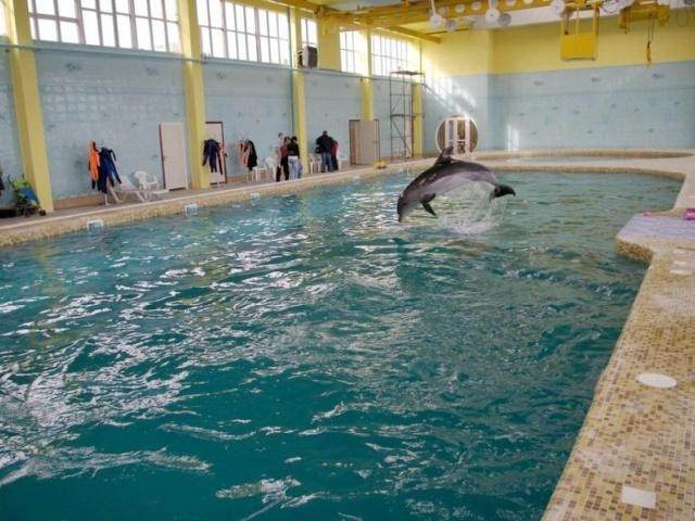Дельфинарий в Казачьей бухте