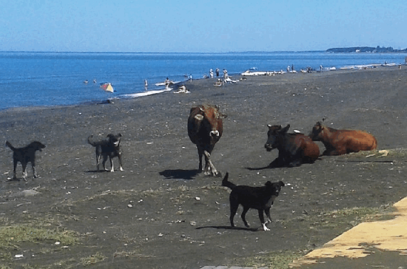 Коровы на пляже - вполне нормальная картина для низкого сезона