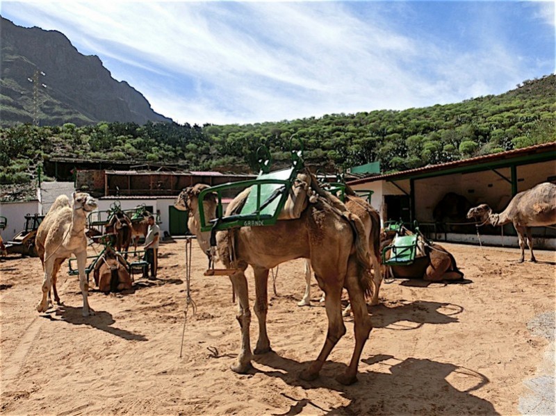 Верблюжий сафари парк Ла Баранда