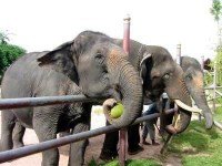 Деревня слонов (Pattaya Elephant Village)