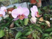 Сад орхидей
