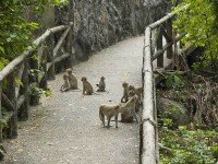 Зоопарк Khao Kheow