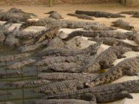 Крокодиловая ферма и Мензель «Djerba Heritage»