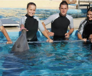 Общение с дельфинами