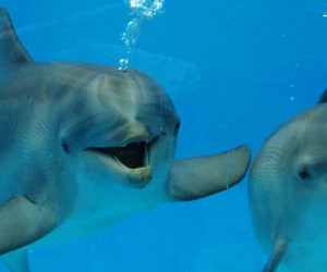 Дельфины дельфинария