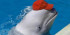 Ялтинский дельфинарий «Акватория»