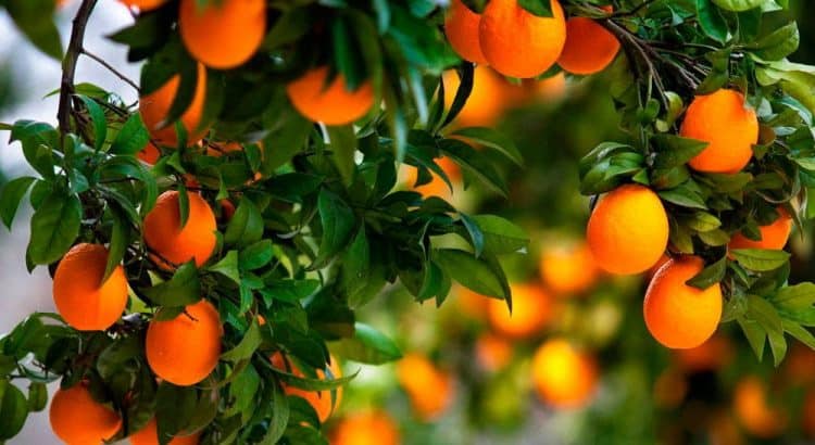 Сезоны фруктов на Кипре