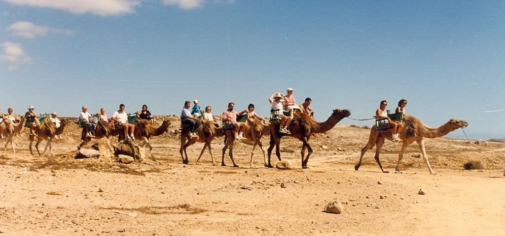 Катание на верблюдах