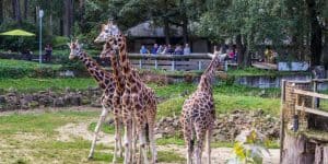 Жирафы в Рижском зоопарке