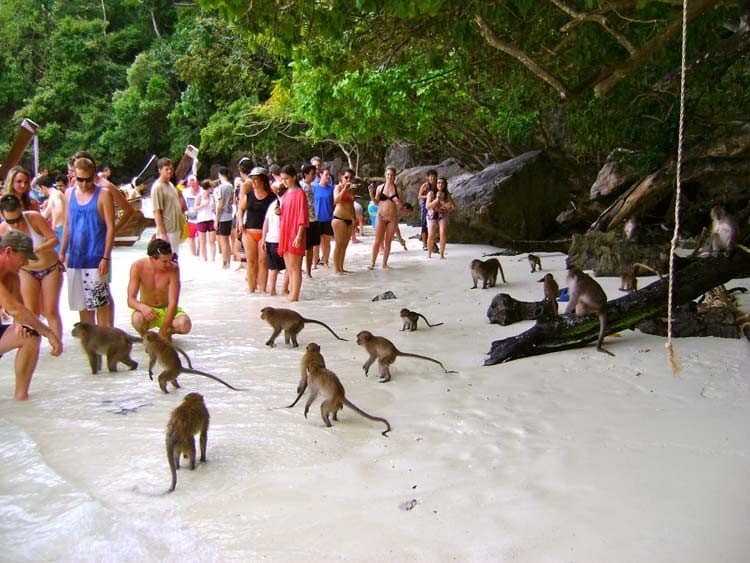 Пляж обезьян
