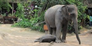 Слониха с детенышем